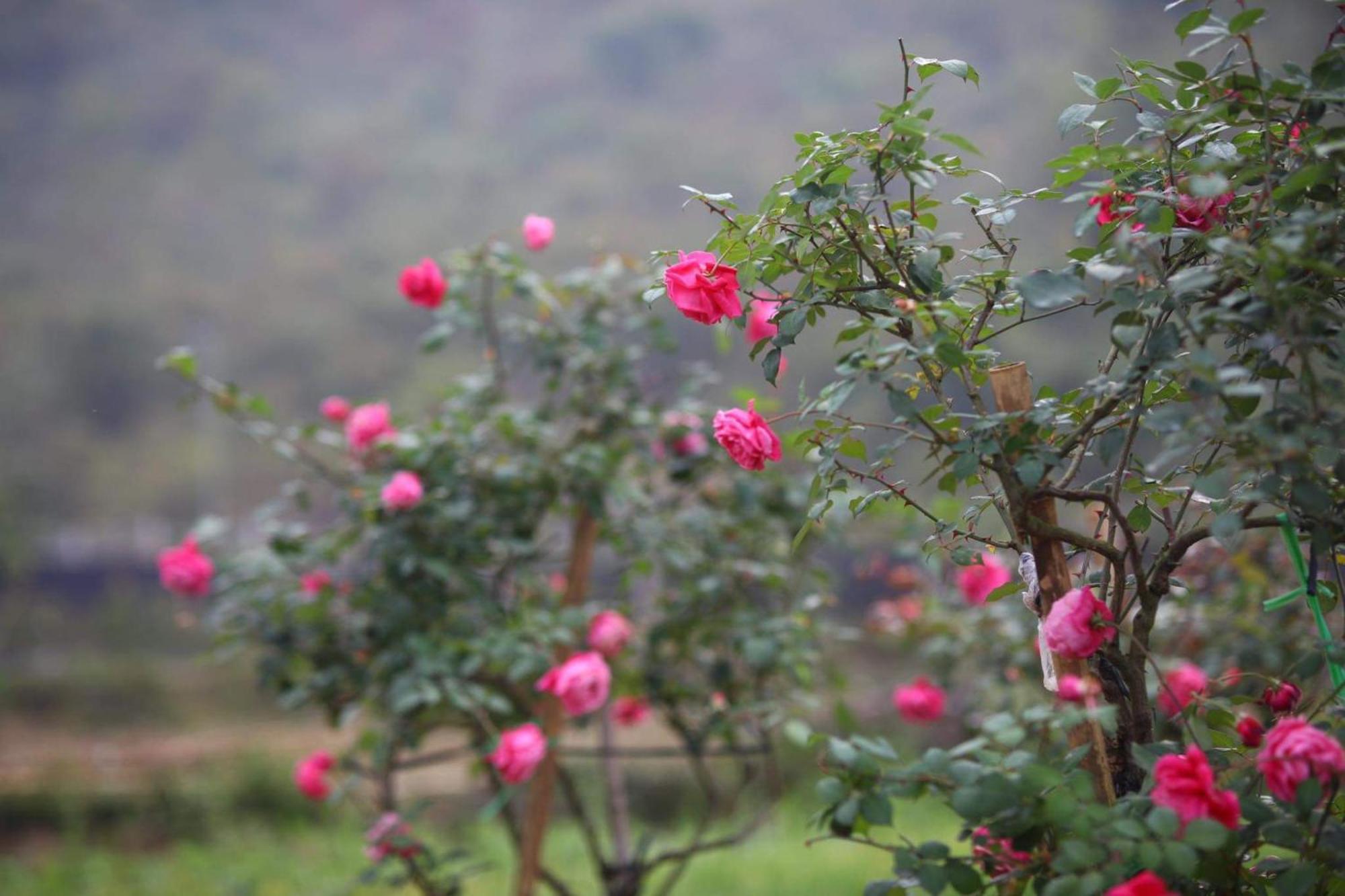 Nasan Green Farm Cao Bang Eksteriør billede