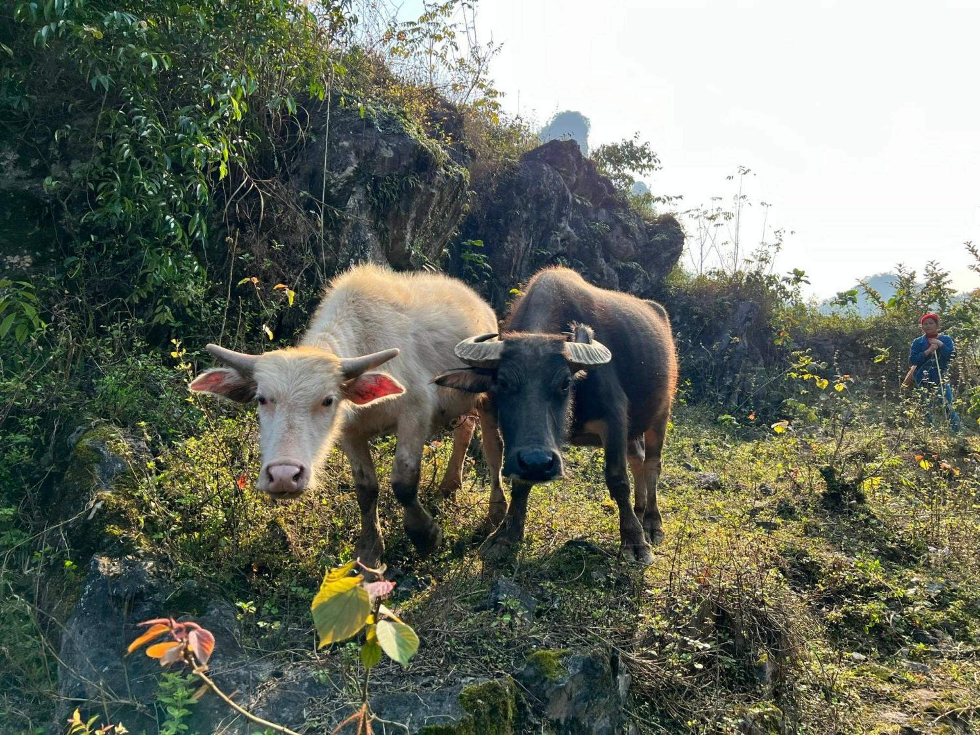 Nasan Green Farm Cao Bang Eksteriør billede